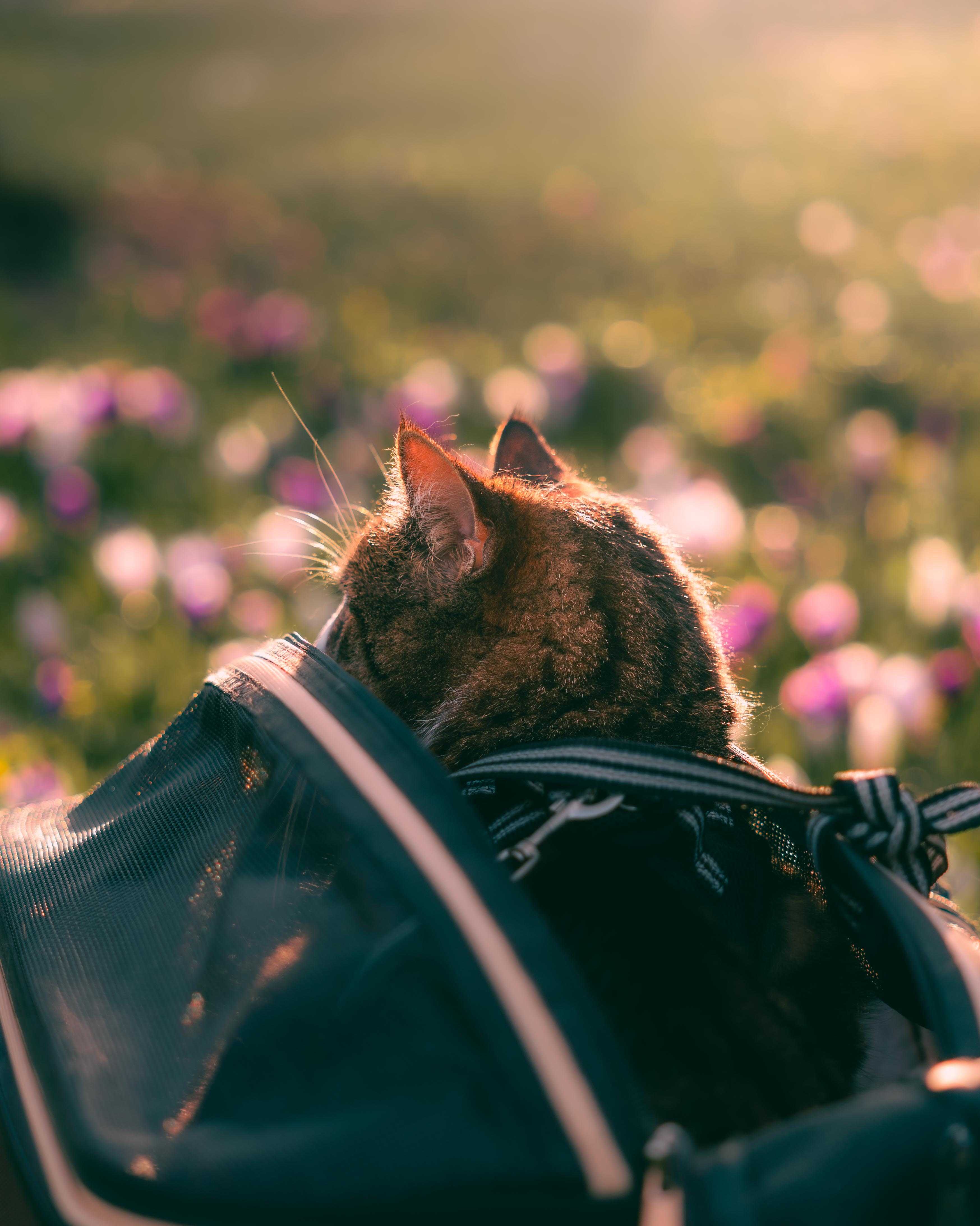 lifestyle cat with wildflowers.jpg